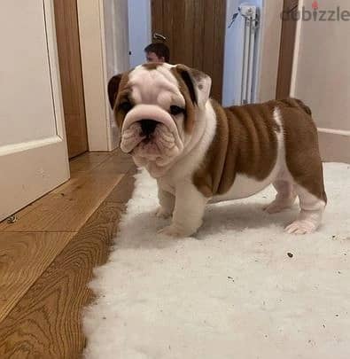 Whatsapp Me (+966 58392 1348)  English Bulldog Puppies 0