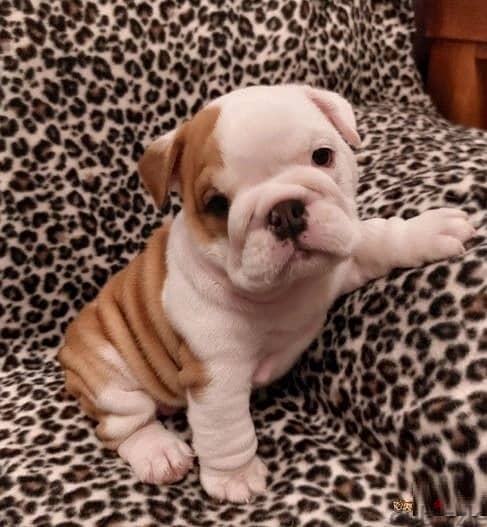 Whatsapp Me (+966 58392 1348)  English Bulldog Puppies 1