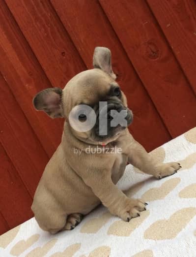 Frenchie Puppies Whatsapp Me +972555074990