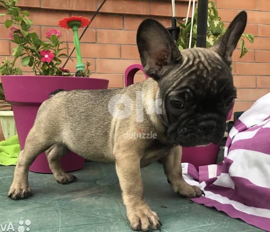 Frenchie Puppies Whatsapp Me +972555074990 1