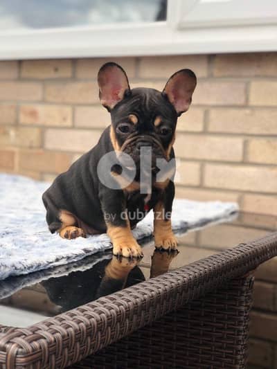 Whatsapp Me +972555074990 French Bulldog Puppies