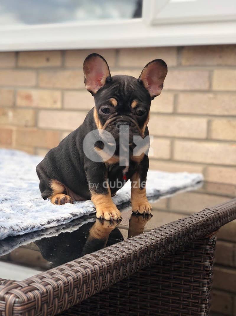 Whatsapp Me +972555074990 French Bulldog Puppies 0