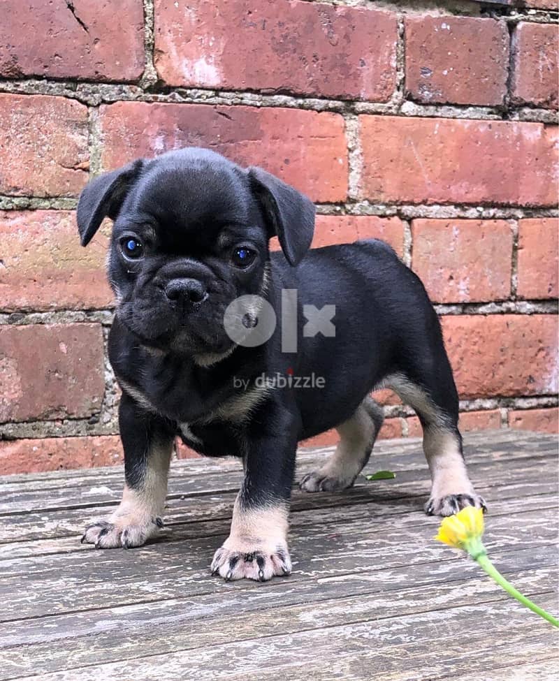 Whatsapp Me +972555074990 French Bulldog Puppies 1