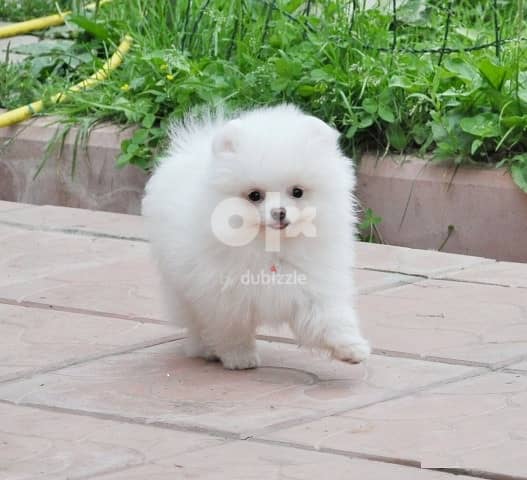 Whatsapp Me +972555074990 Pomeranian Puppies 1