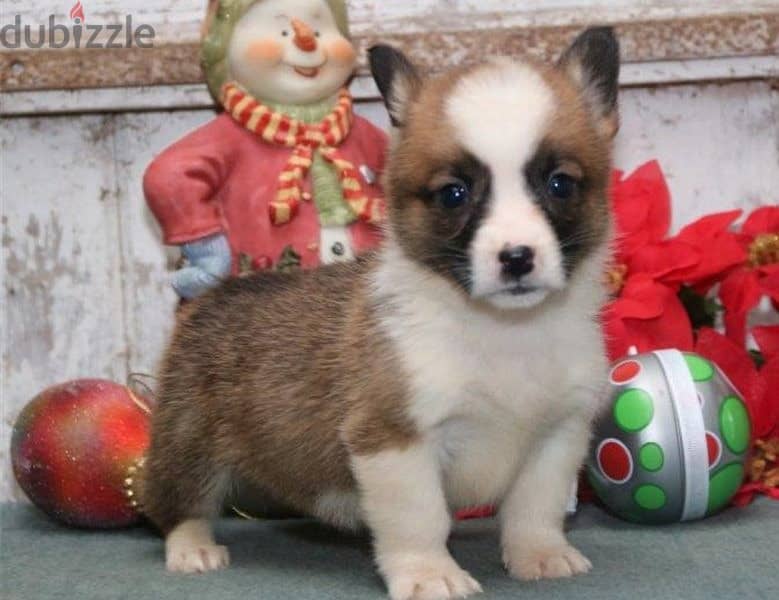 Whatsapp Me +966583921348 Corgi Welsh Puppies 1