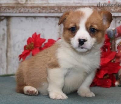 Whatsapp Me +966583921348 Corgi Welsh Puppies