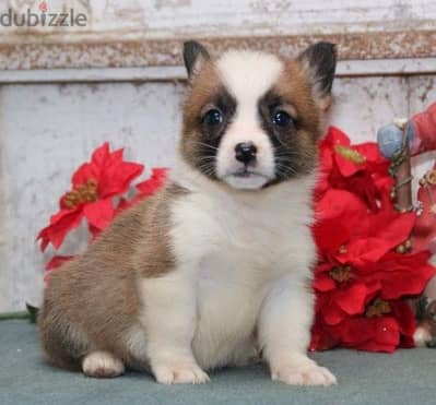 Whatsapp Me +966583921348 Corgi Welsh Pembroke Puppies