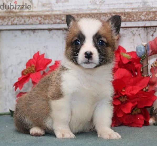 Whatsapp Me +966583921348 Corgi Welsh Pembroke Puppies 0