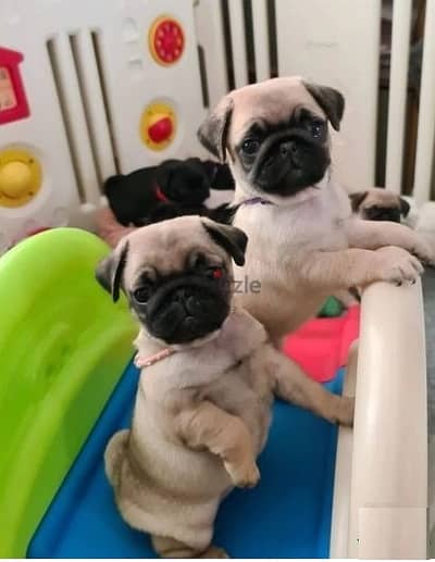 Whatsapp Me (+966 58392 1348) Healthy Pug Puppies