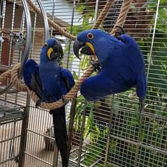 Whatsapp me (+372 5817 6491) Blue Hyacinth Macaw