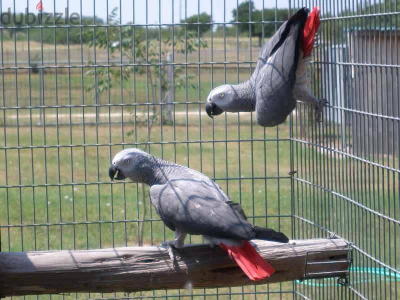 Whatsapp Me +966588993320 Two African Grey Birds 1