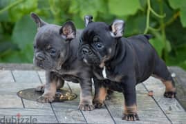 Whatsapp me (+467 0018 7972) Frenchies Puppies