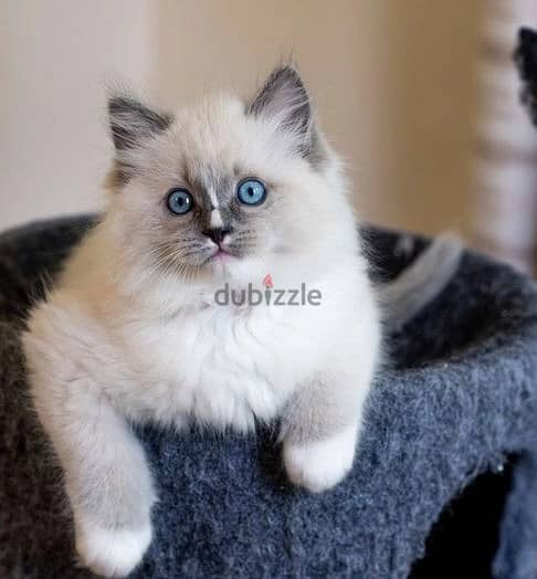 Whatsapp Me (+966 58899 3320) Healthy Ragdoll Cats 2