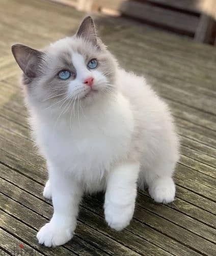 Whatsapp Me (+966 58899 3320) Healthy Ragdoll Cats 1