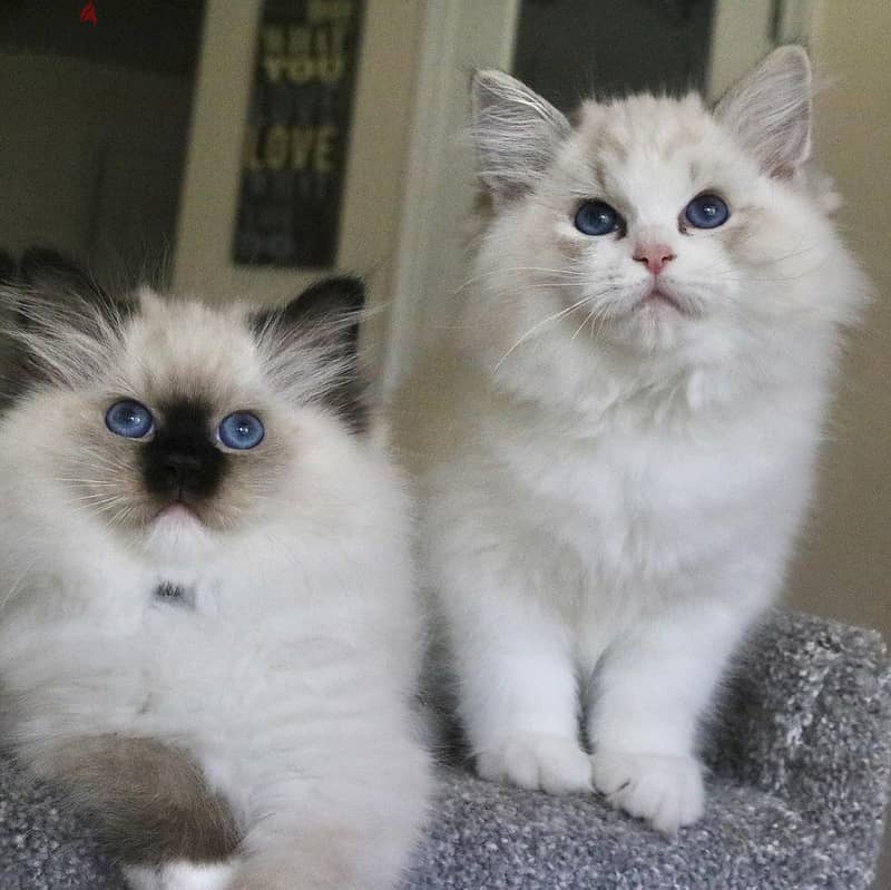 Ragdoll Cats Whatsapp Me (+966 58899 3320) 2