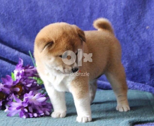 Whatsapp Me +966588993320 Lovely Shiba Inu Puppies 0