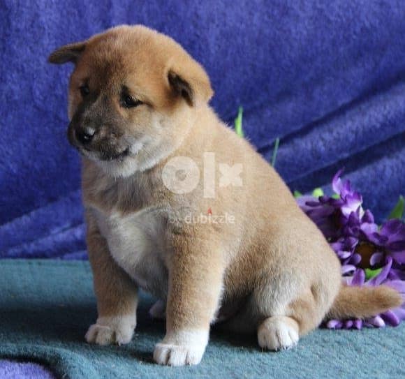 Whatsapp Me +966588993320 Lovely Shiba Inu Puppies 1