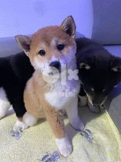 Shiba Inus Puppies Whatsapp Me +966588993320