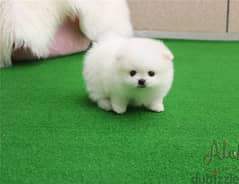 Whatsapp me (+372 5817 6491) White Pomeranian Puppies