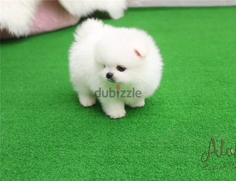 Whatsapp me (+372 5817 6491) White Pomeranian Puppies 1