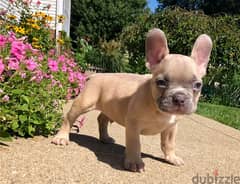 Whatsapp Me (+972 55507 4990) French Bulldog Puppies