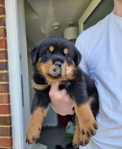 Whatsapp Me +966588993320 Rottweiler Puppies 1