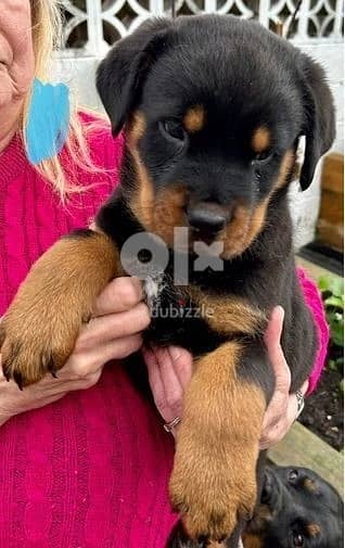 Whatsapp Me +966588993320 Rottweiler Puppies