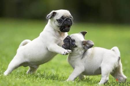 Quality Pug Puppies for sale