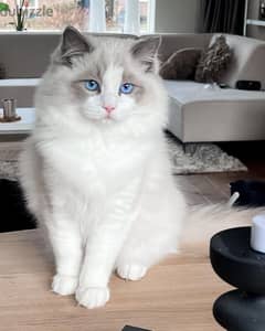 Whatsapp Me (+966 58899 3320) White Ragdoll Cats