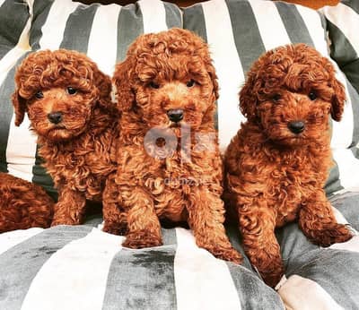 Poodles puppies // Whatsapp +966568218820