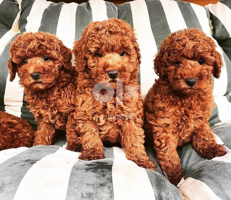 Poodles puppies // Whatsapp +966568218820 0