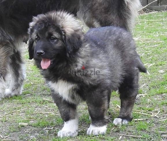 Whatsapp Me (+966 58899 3320) Caucasian Shepherd Puppies 1