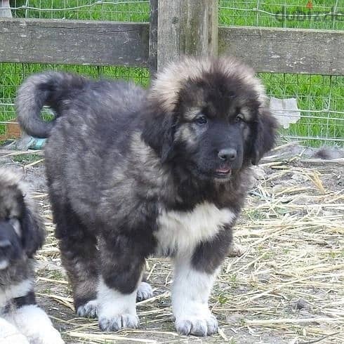 Whatsapp Me (+966 58899 3320) Caucasian Shepherd Puppies 0