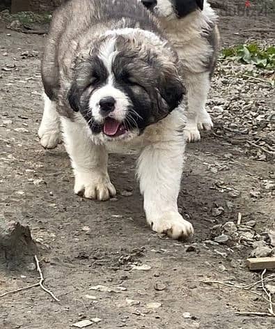 Whatsapp Me (+966 58899 3320) Caucasian-Shepherd Dog 1