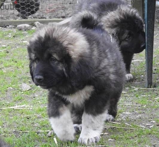 Whatsapp Me (+966 58899 3320) Caucasian-Shepherd Dog 0