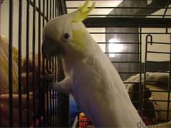 White Cockatoo Bird for sell(Pair) 0