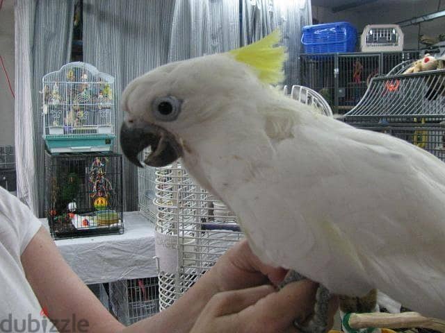 White Cockatoo Bird for sell(Pair) 1