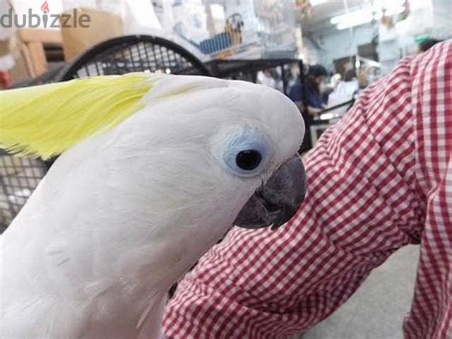 White Cockatoo Bird for sell(Pair) 2