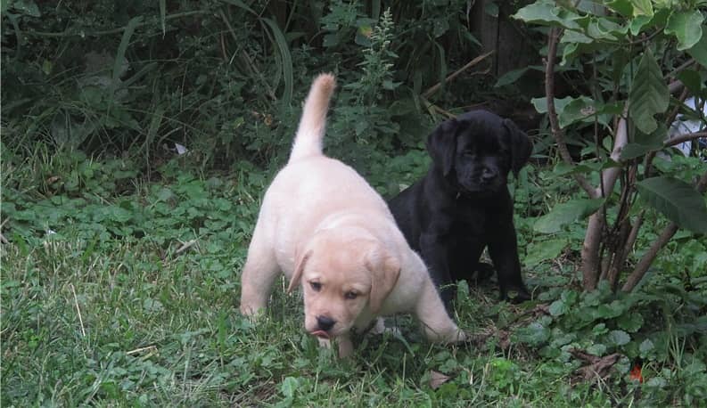 Whatsapp Me (+972 55507 4990) Labrador Puppies 0