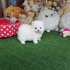 Whatsapp me (+407 2516 6661) Fine Pomeranian Puppies