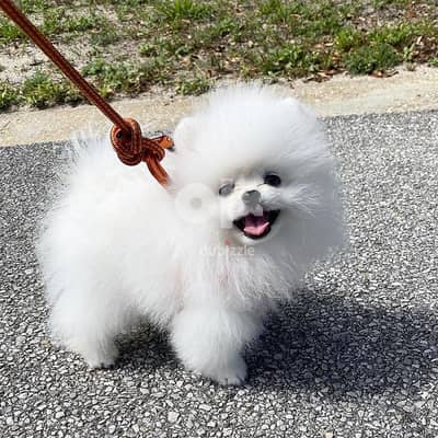 Pomeranian