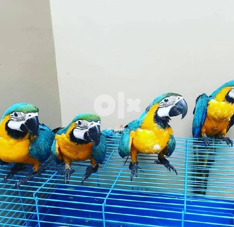 Macaw parrots// whatsapp +971552543679 0