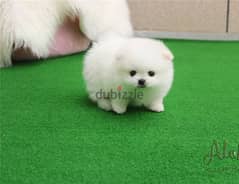 Whatsapp Me (+972 55507 4990) Cute Pome-ranian Puppies