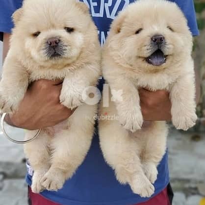 CHOW CHOW PUPPIES // WHATSAPP +971552543679 0