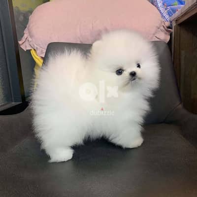 Pomeranian Puppies//Whatsapp +971502618837