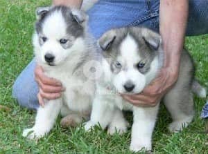 Siberian Husky //Whatsapp +971502618837