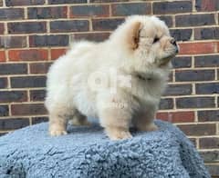 Chow Chow Puppies Whatsapp me (+407 2516 6661)