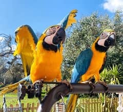 Whatsapp Me (+972 55507 4990) Blue and Gold Macaw Birds