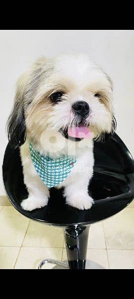 Our little Shih tzu is looking for a caring home while we are away. 3