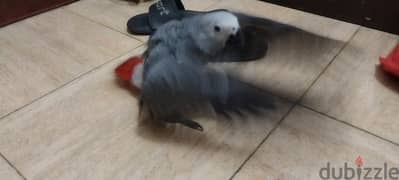 Grey parrot baby for sale 0